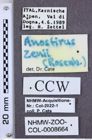 Etiketten zu Anostirus zenii (NHMW-ZOO-COL-0008664)